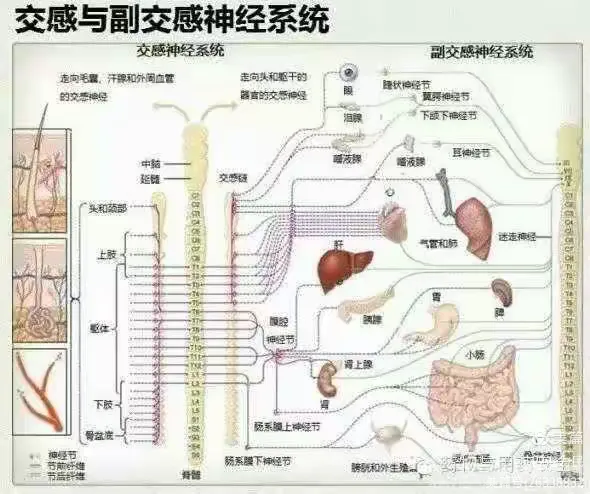 初探腰椎间盘突出与植物神经之间的关系